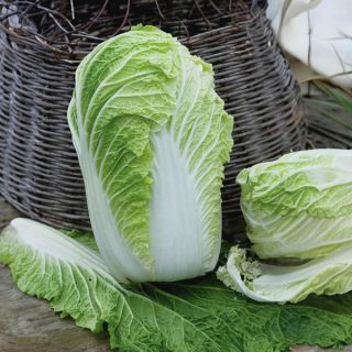 Emiko Chinese Cabbage Thumbnail